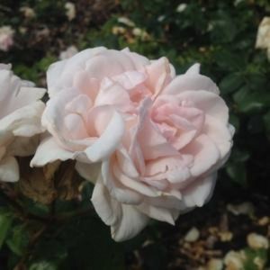 PRETTY PARFUMA (floribunda)